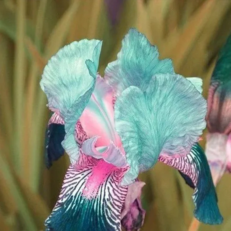Multi-Varieties Iris Fall Planting - Image 8