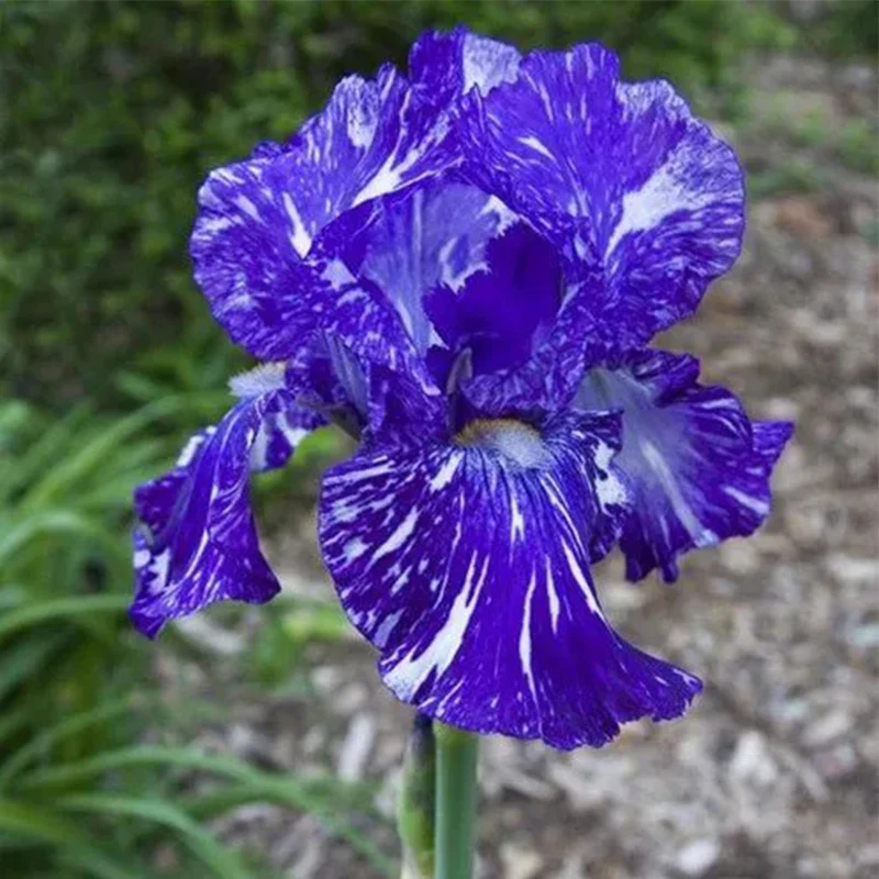 Multi-Varieties Iris Fall Planting - Image 9