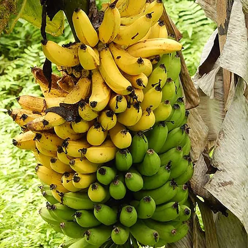 Musa Acuminata Banana Fruit Tree Dwarf Houseplant Sweet Fruit - Image 2