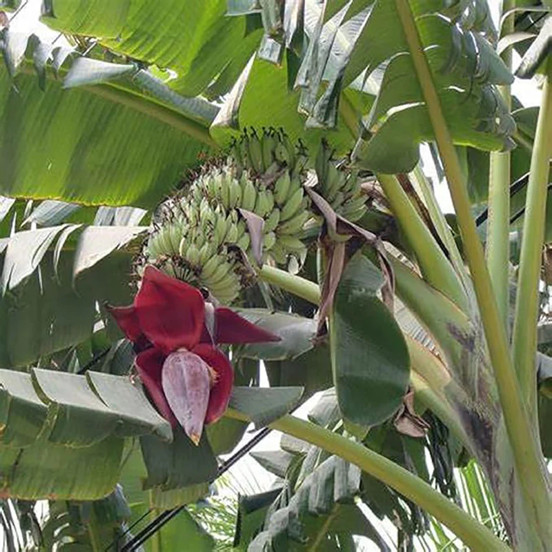 Musa Acuminata Banana Fruit Tree Dwarf Houseplant Sweet Fruit - Image 3