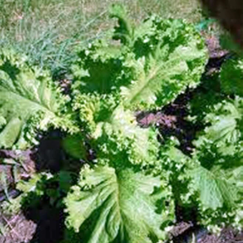 Mustard Greens Seed, Southern Giant - Image 2