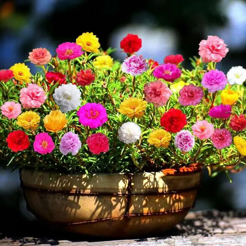 Muti-color double petal sunflower seeds