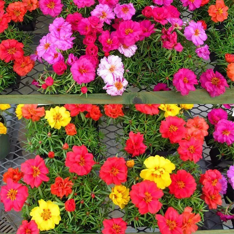 Muti-color double petal sunflower seeds - Image 2