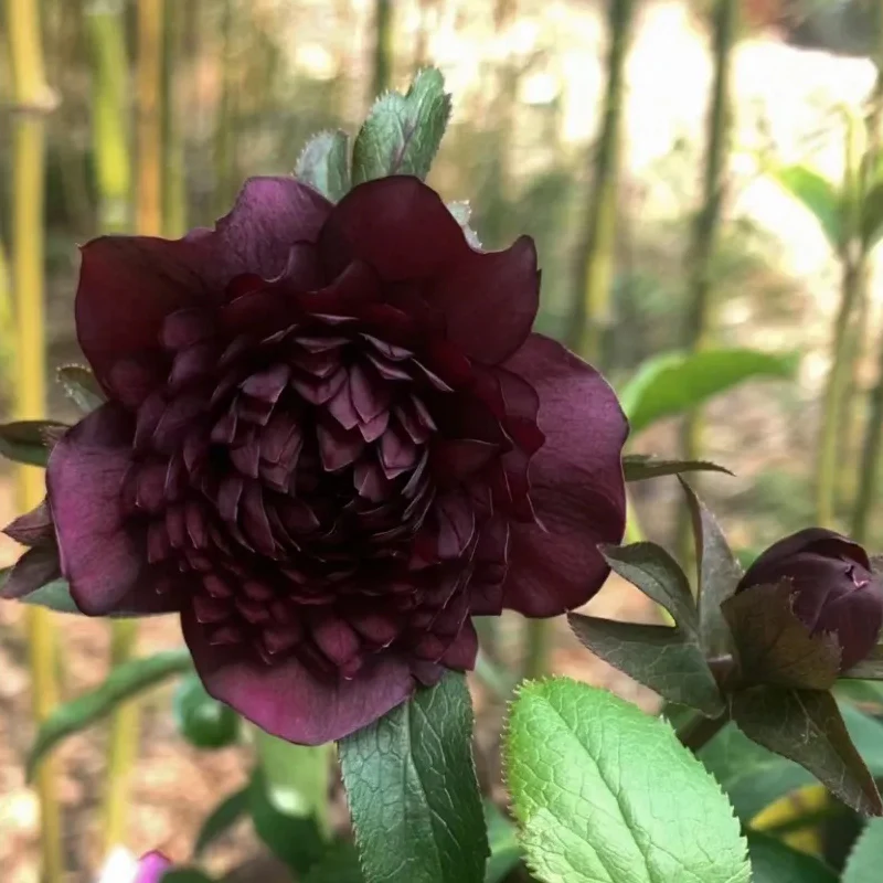 Mysterious Black Bark Double Petal Rose Seeds - Image 5