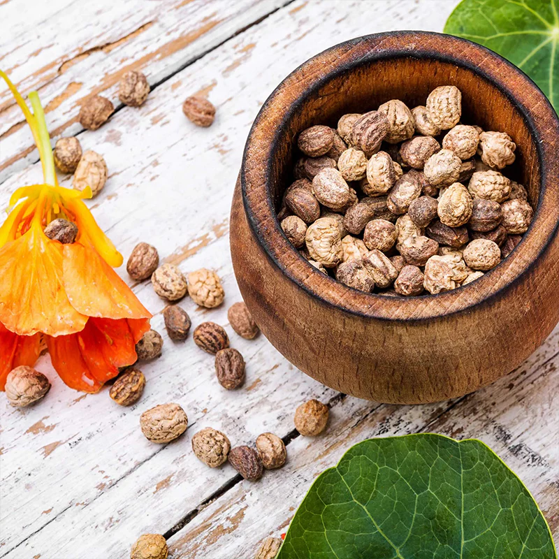 Mixed Colors Nasturtium Seeds - Image 4