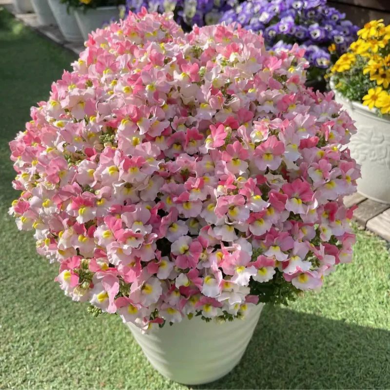 🌼Nemesia - Sincere Love - Image 2