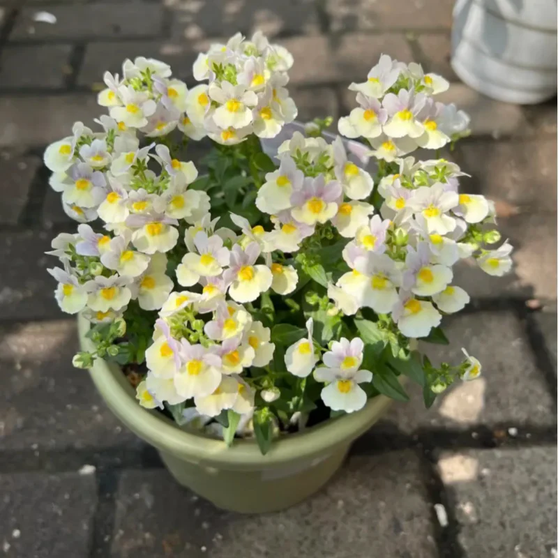 🌼Nemesia - Sincere Love - Image 4