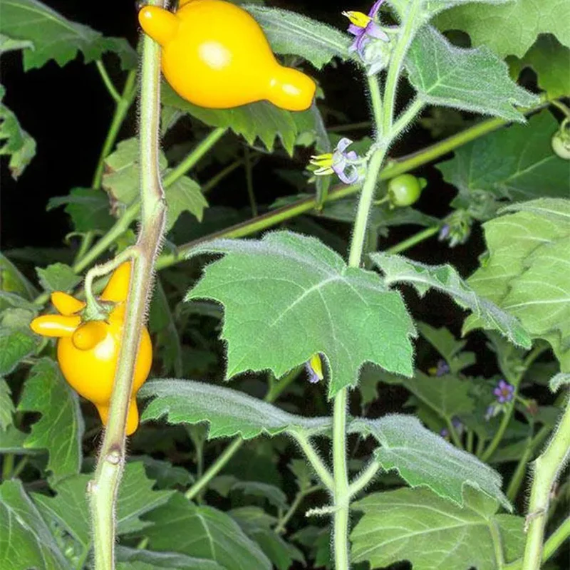 Nipple Fruit Seeds Titty Fruit Apple of Sodom Nipplefruit Bizarre Fruit in the Solanum Family - Image 2