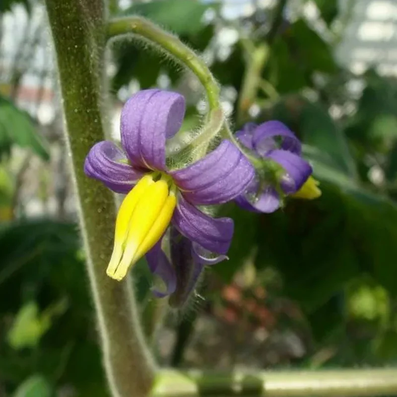 Nipple Fruit Seeds Titty Fruit Apple of Sodom Nipplefruit Bizarre Fruit in the Solanum Family - Image 8