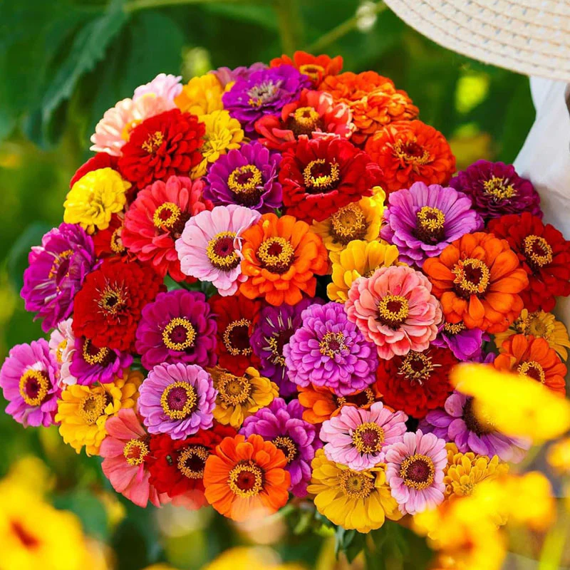 Non-GMO California Giants Zinnia Mix Seeds - Image 3