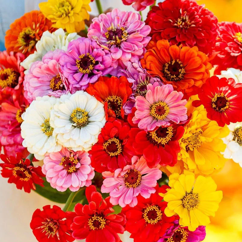 Non-GMO California Giants Zinnia Mix Seeds - Image 4