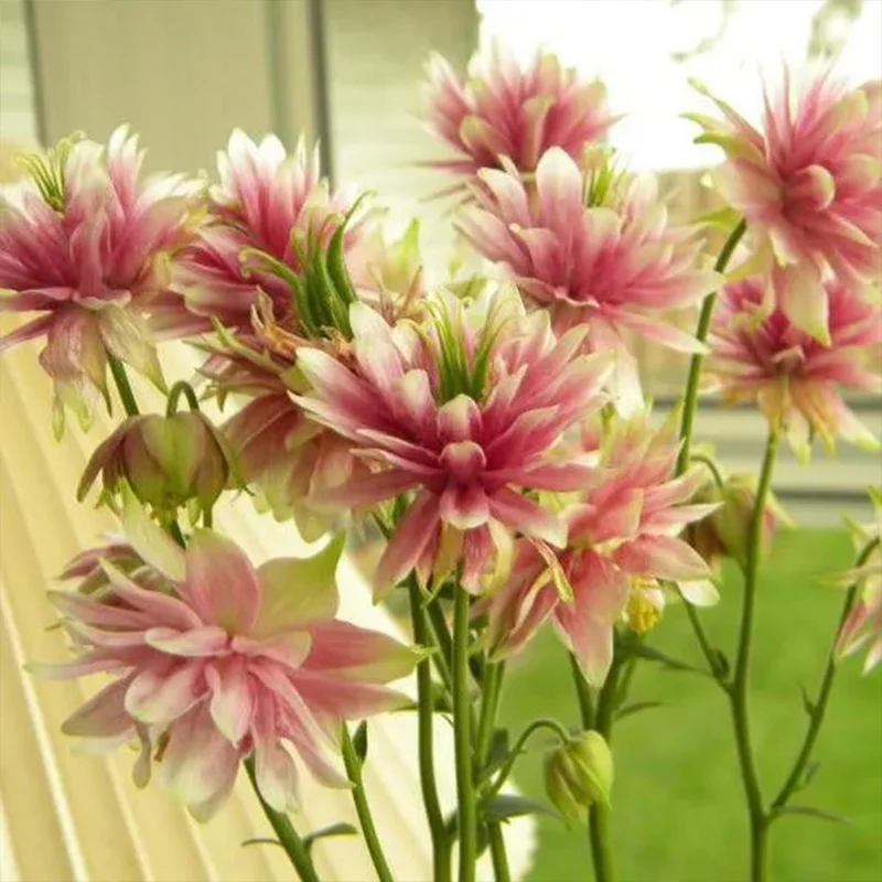 NORA BARLOW Pink COLUMBINE Aquilegia Caerulea Flower Seeds - Image 4