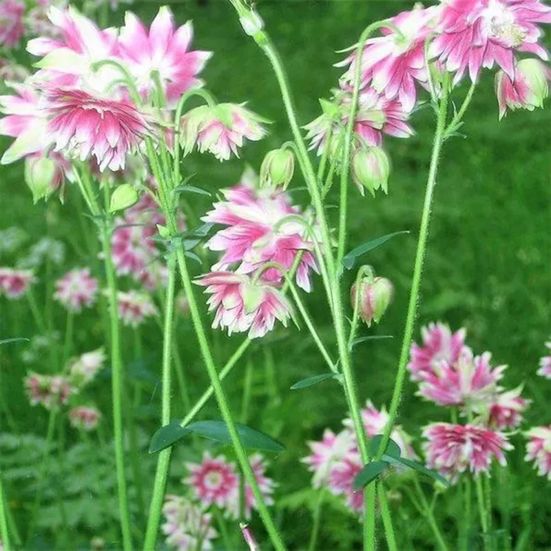 NORA BARLOW Pink COLUMBINE Aquilegia Caerulea Flower Seeds - Image 5