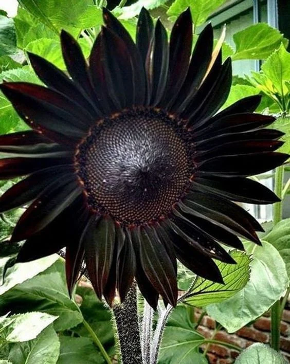 Obsidian Sunflower Seeds - Image 5