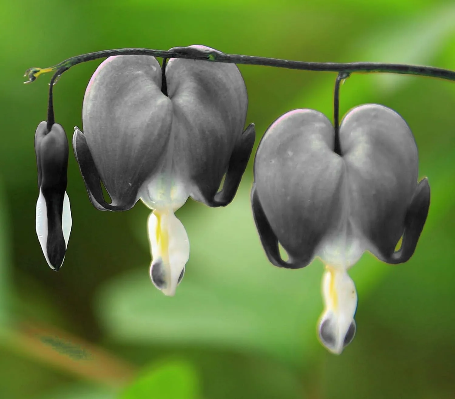 Ocean Bleeding Heart Seeds ~ Dicentra Spectabilis ~ Gifts ~ Grow Your Own ~ Spring Flowers - Image 2
