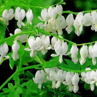Ocean Bleeding Heart Seeds ~ Dicentra Spectabilis ~ Gifts ~ Grow Your Own ~ Spring Flowers - Image 3