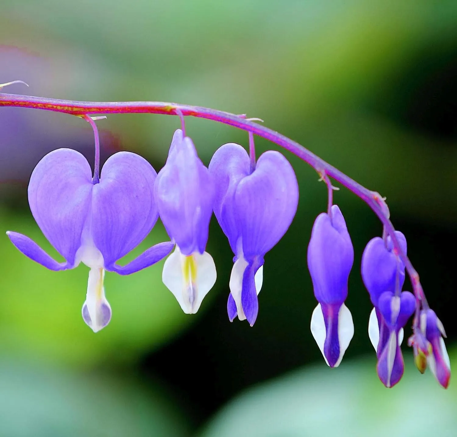 Ocean Bleeding Heart Seeds ~ Dicentra Spectabilis ~ Gifts ~ Grow Your Own ~ Spring Flowers - Image 4