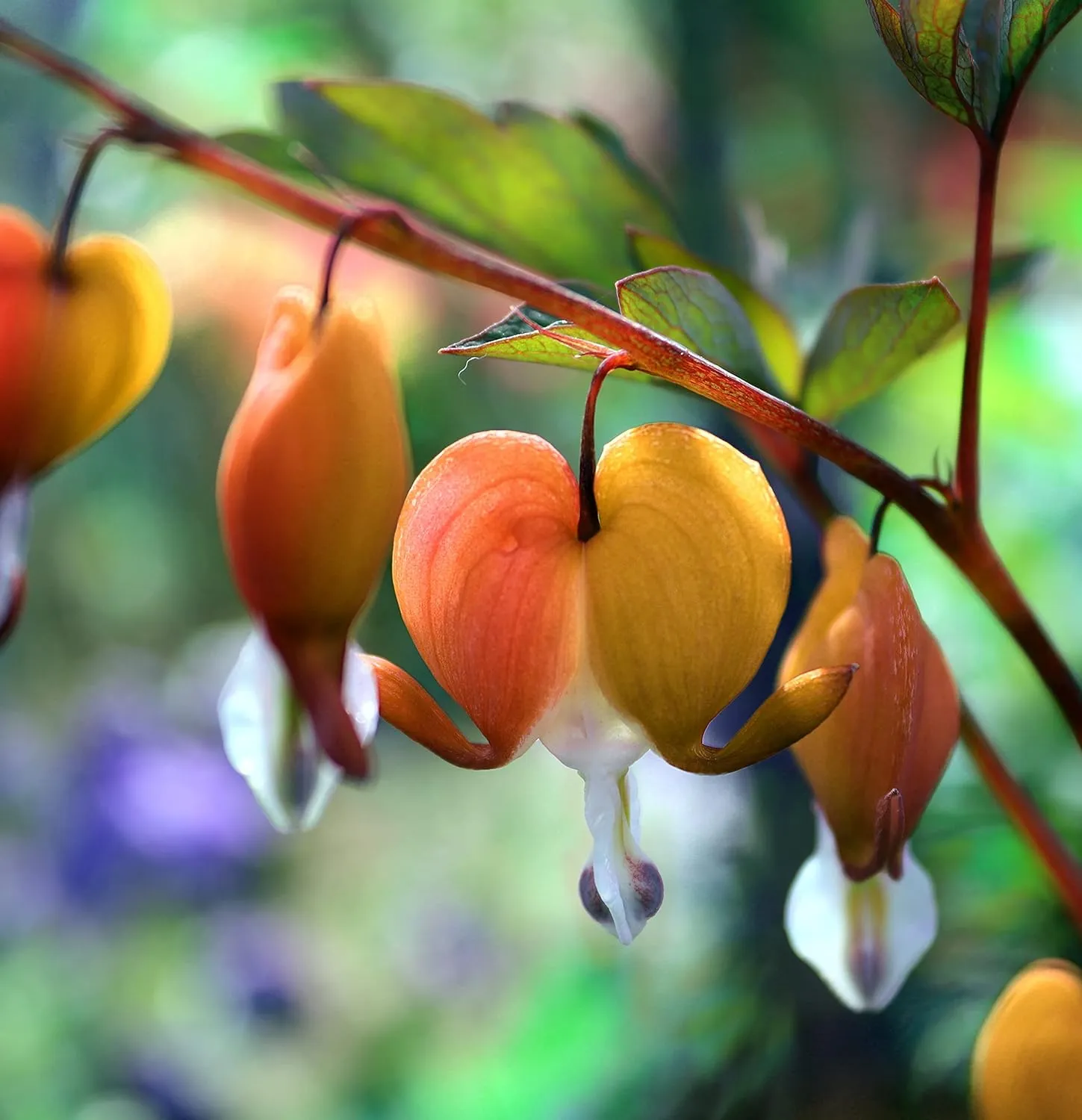 Ocean Bleeding Heart Seeds ~ Dicentra Spectabilis ~ Gifts ~ Grow Your Own ~ Spring Flowers - Image 5