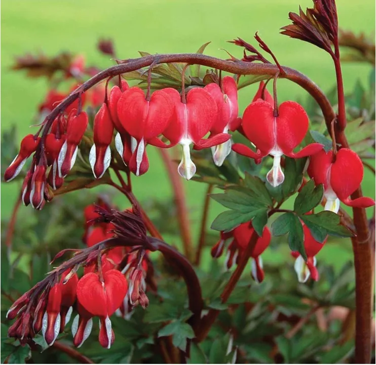 Ocean Bleeding Heart Seeds ~ Dicentra Spectabilis ~ Gifts ~ Grow Your Own ~ Spring Flowers - Image 7