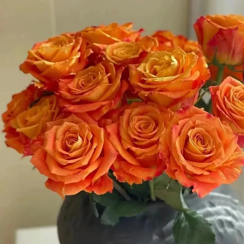 'Ode to Joy' Rose Seeds - Image 4