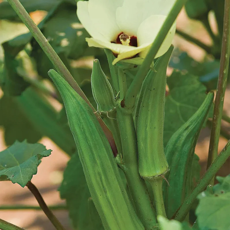 Okra, Clemson Spineless - Image 2