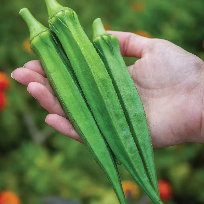 Okra, Go Big