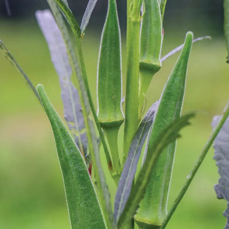 Okra, Go Big - Image 3