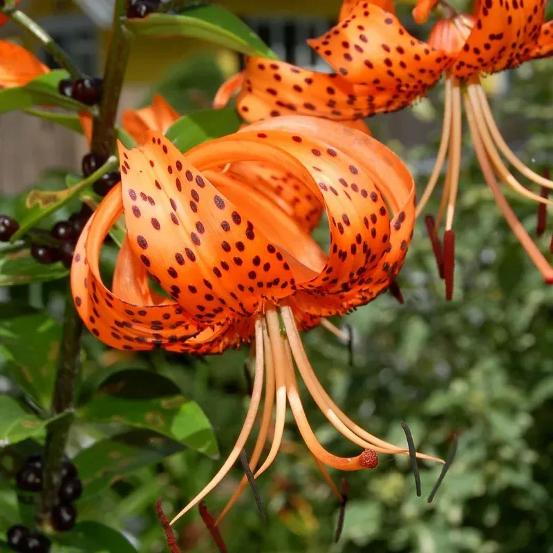 Old-Favorite Tiger Lily Seeds - Image 4