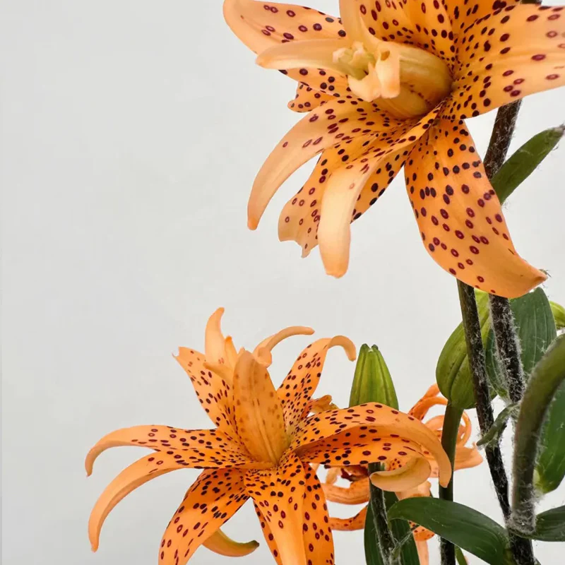 Old-Favorite Tiger Lily Seeds - Image 6