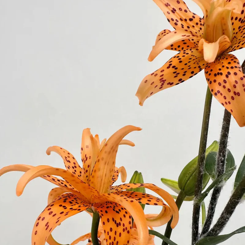 Old-Favorite Tiger Lily Seeds - Image 7