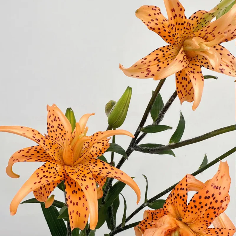 Old-Favorite Tiger Lily Seeds - Image 8
