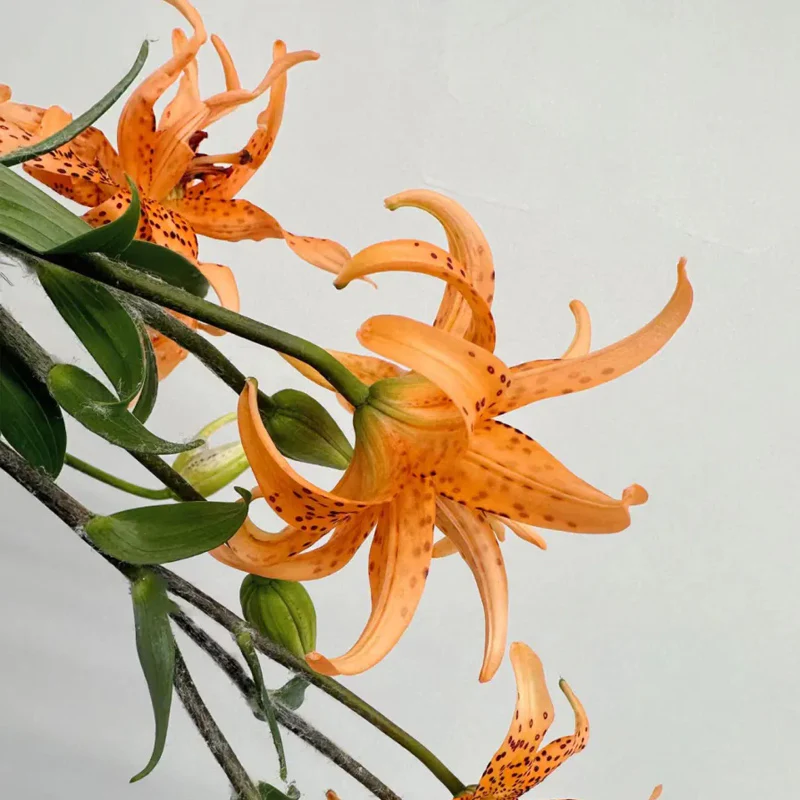 Old-Favorite Tiger Lily Seeds - Image 9