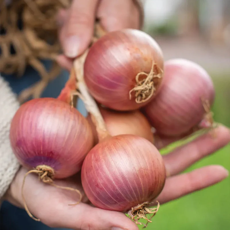Onion Blush Hybrid - Image 2