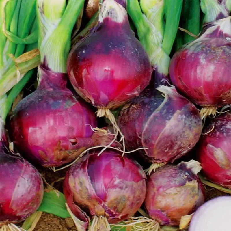 Onion Monastrell F1 Organic - Image 2