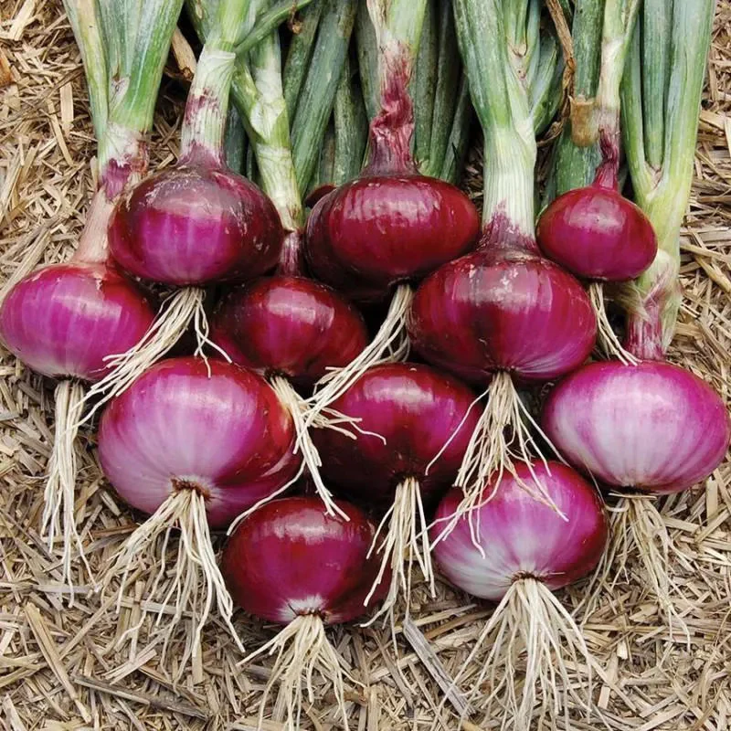 Onion Monastrell F1 Organic - Image 3