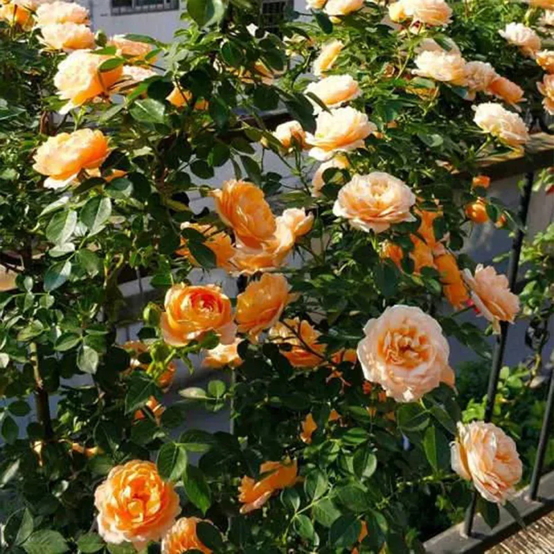 Orange Climbing Rose Seeds - Image 2