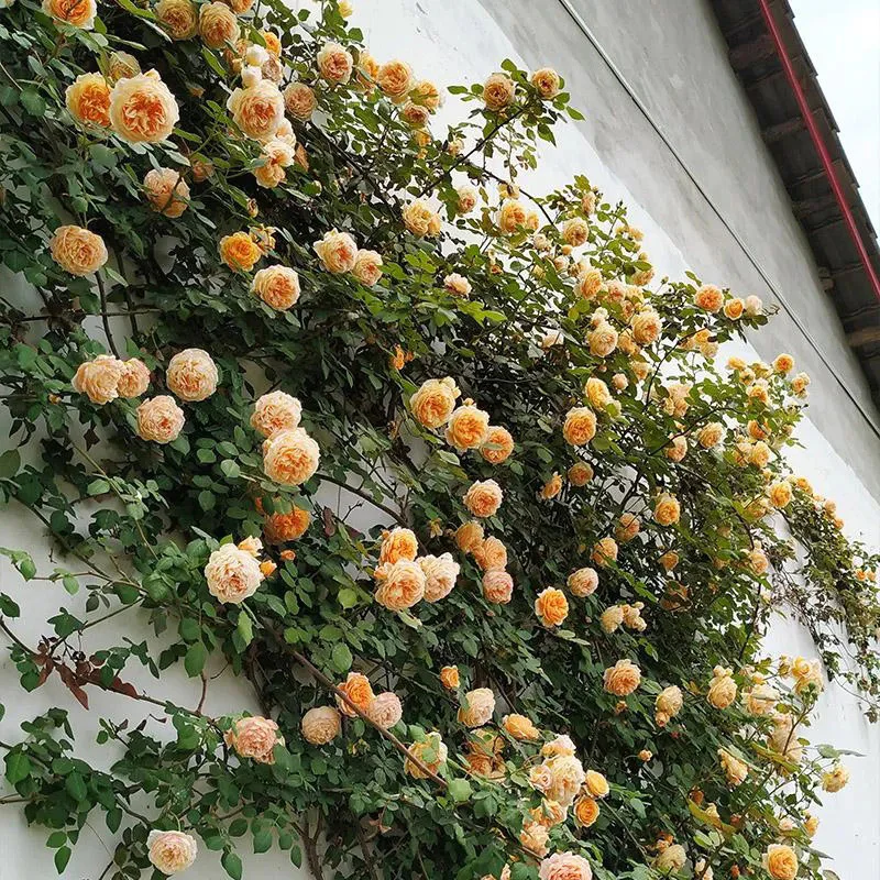 Orange Climbing Rose Seeds - Image 3