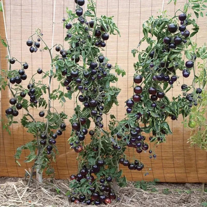 Organic Indigo Rose Tomato Seeds,Solanum Lycopersicum - Image 4
