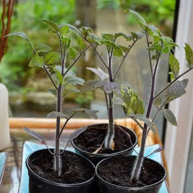 Organic Indigo Rose Tomato Seeds,Solanum Lycopersicum - Image 6