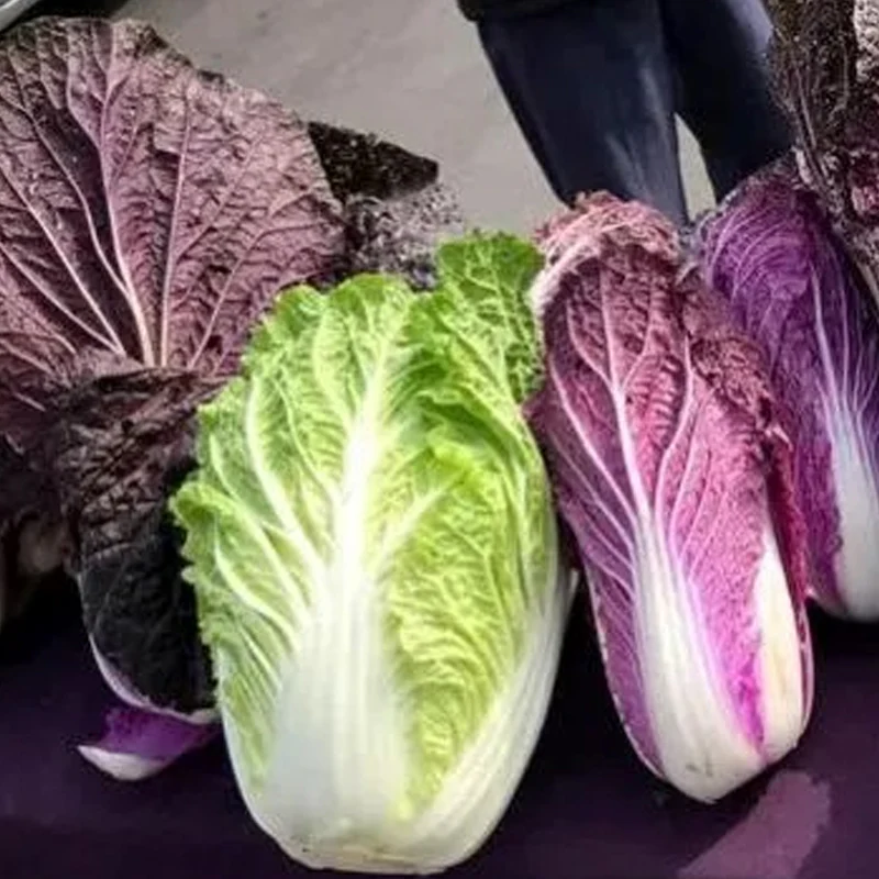 Organic Purple Cabbage Seeds - Image 2