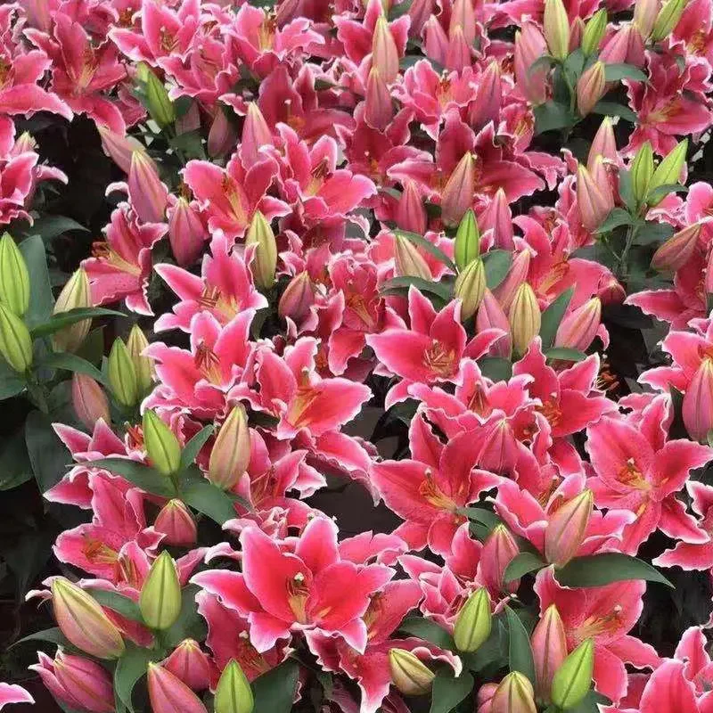 Oriental Perfume Lily Seeds - Image 10