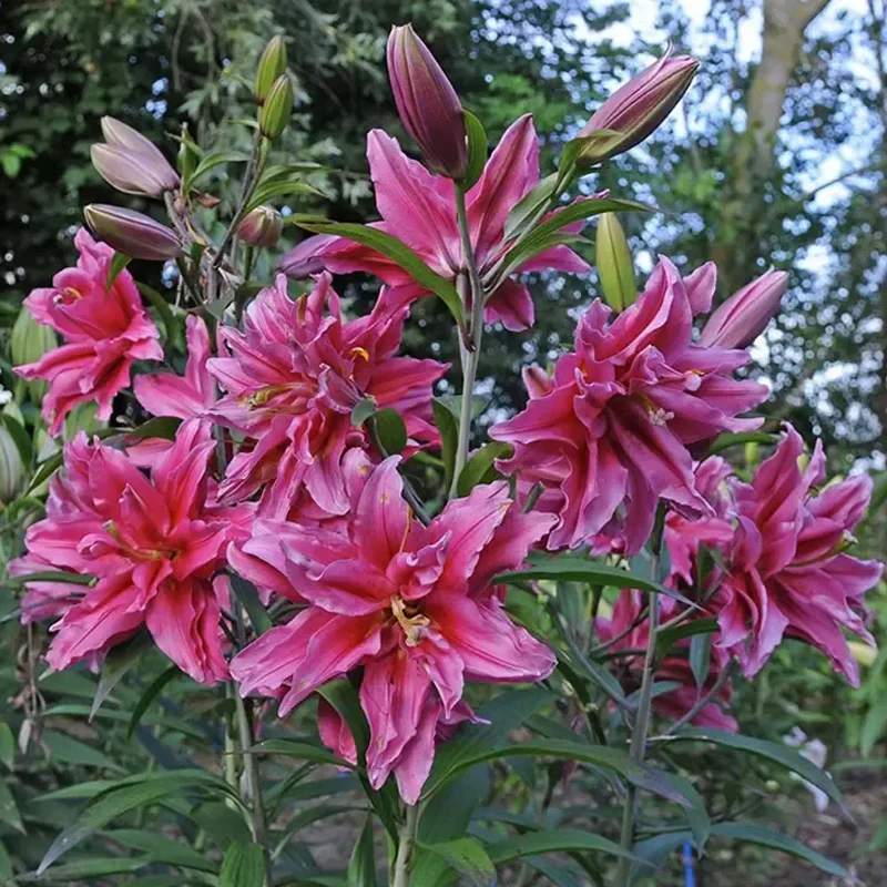 Oriental Perfume Lily Seeds - Image 12