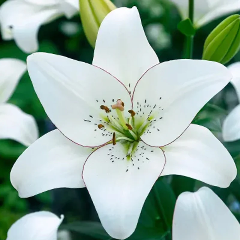 Oriental Perfume Lily Seeds - Image 3