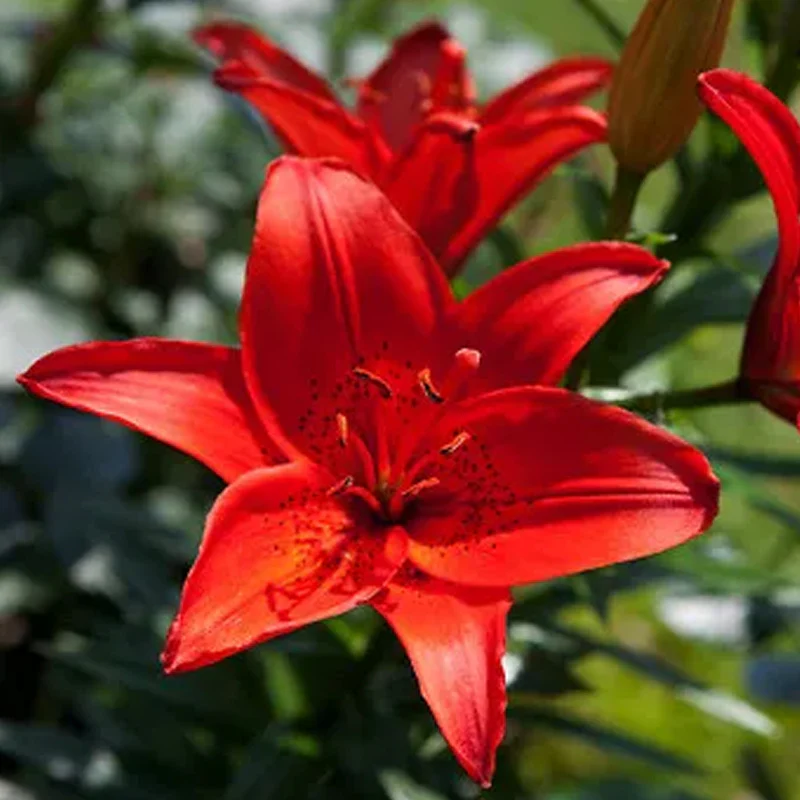 Oriental Perfume Lily Seeds - Image 4