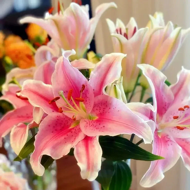 Oriental Perfume Lily Seeds - Image 5