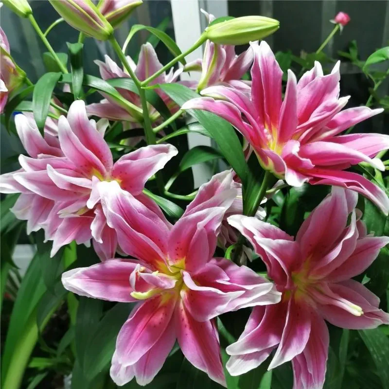 Oriental Perfume Lily Seeds - Image 6