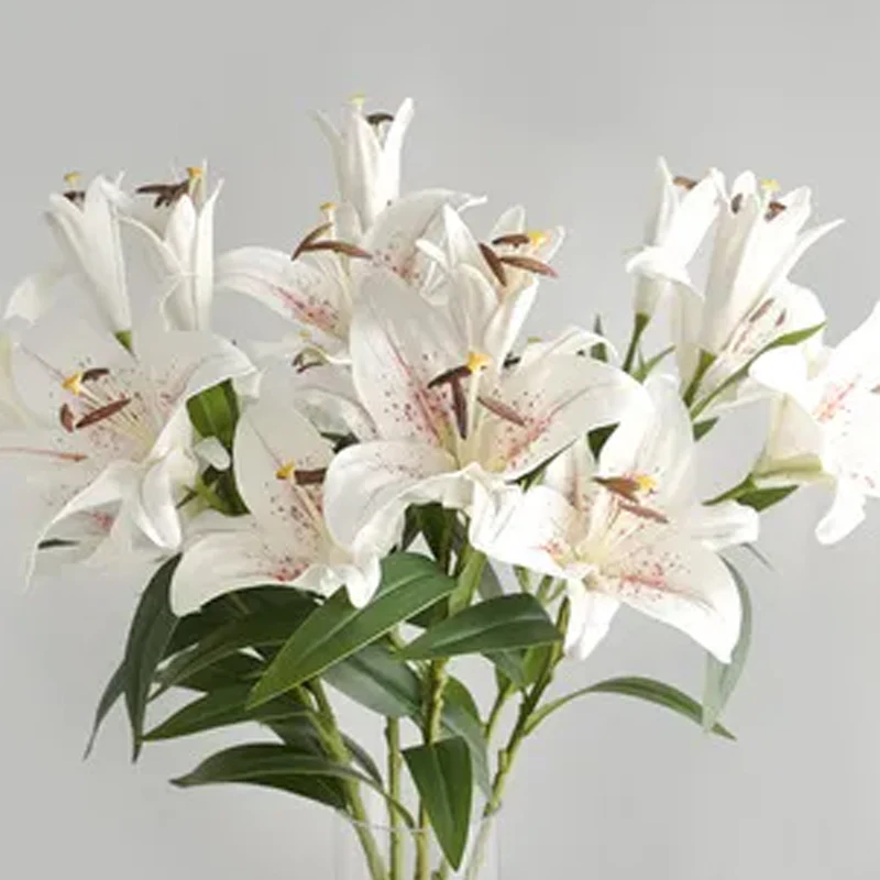 Oriental Perfume Lily Seeds - Image 8
