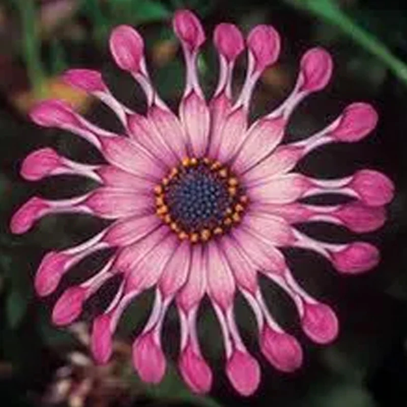 Osteospermum Mix Seeds Spider Daisy Rare - Image 10