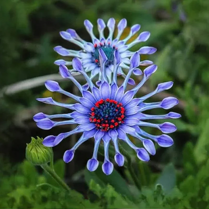 Osteospermum Mix Seeds Spider Daisy Rare - Image 5