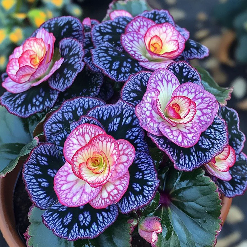 Painted Begonia Seeds - Image 10